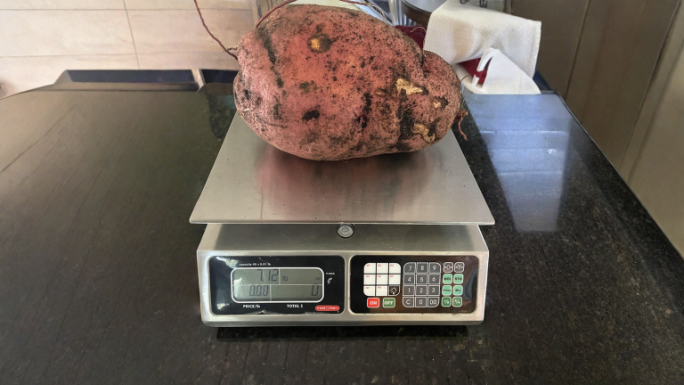 Patata dolce: perché appena scavata non è dolce e come si costruisce lo zucchero dopo la raccolta