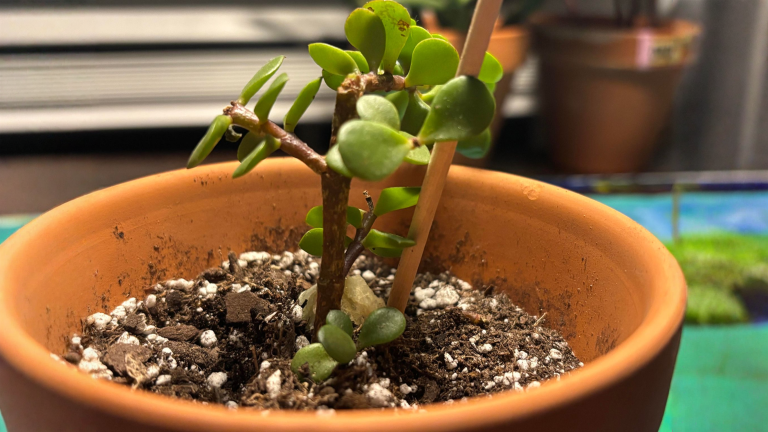 Portulacaria afra perde le foglie: il crollo parte dalle radici, non dalla sete