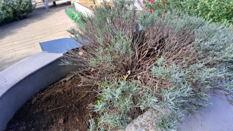 Potatura della lavanda in autunno: come salvare un cespo aperto al centro e legnoso alla base