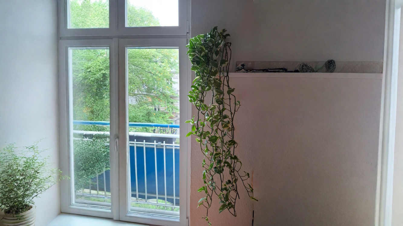 Pothos con foglie sempre più piccole: non ha fame, sta scendendo invece di salire