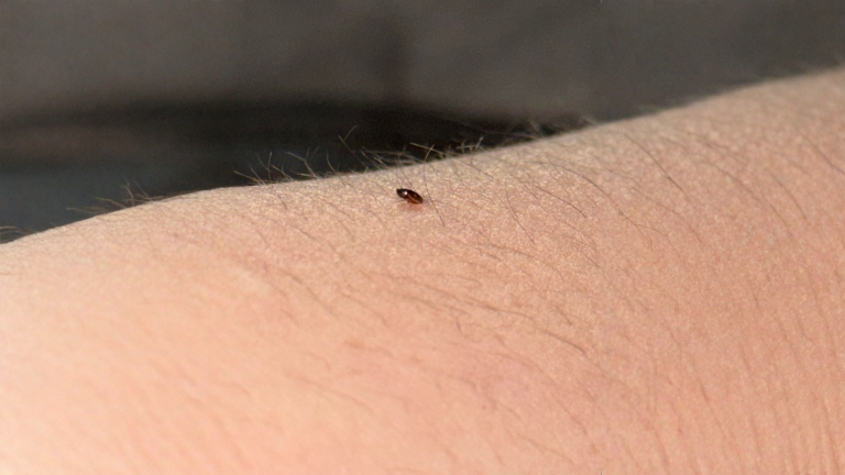 Pulci in casa senza animali: il dettaglio che le smaschera in tre secondi