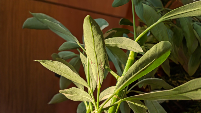 Puntini neri sotto le foglie della Schefflera: parassiti o solo troppa acqua?