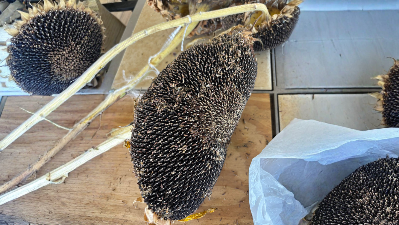 Raccogliere semi di girasole: perché tanti gusci sono vuoti e come selezionare solo quelli pieni