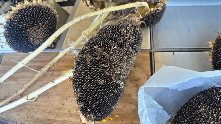 Raccogliere semi di girasole: perché tanti gusci sono vuoti e come selezionare solo quelli pieni