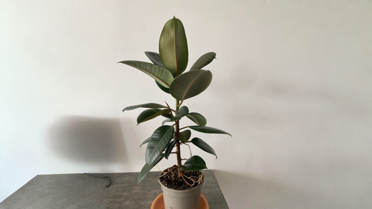 Radici aeree sul Ficus elastica: perché non sono un premio ma un campanello d'allarme