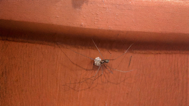 Ragno con sacco di uova bianco nel vaso: cosa succede davvero e come gestirlo senza fare danni