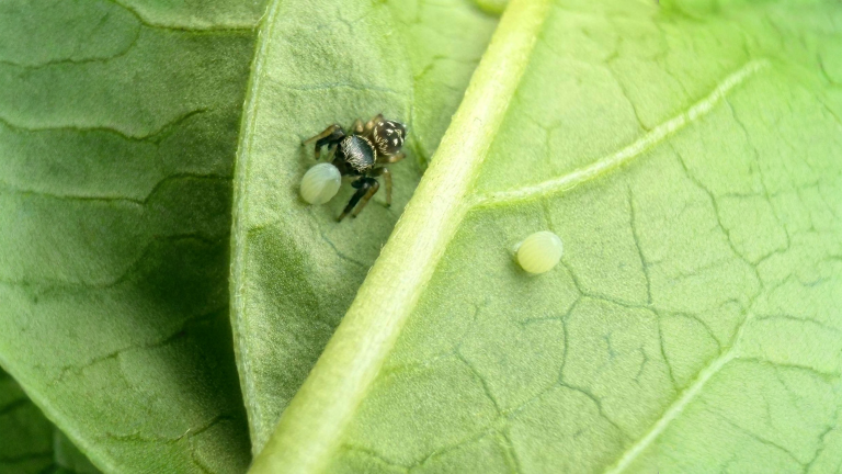 Ragno saltatore: il piccolo cacciatore che difende l orto mangiando le uova dei parassiti