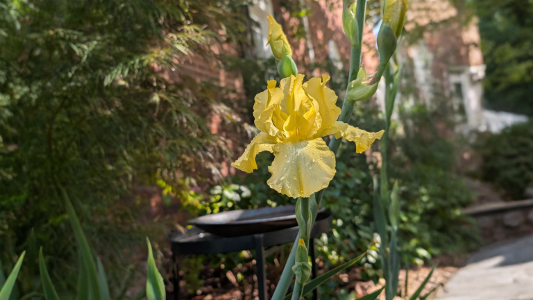Rizomi di iris: quando dividere e come capire dal ciuffo se fiorirà