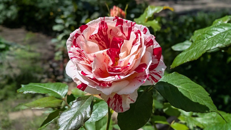 Rose striate: perché ogni fiore ha un disegno diverso e cosa fare se un ramo torna rosso