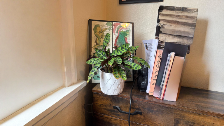 Sassi sul fondo del vaso: il trucco che sta annegando le radici della tua Calathea