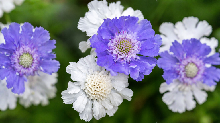 Scabiosa, il fiore puntaspilli: quando tagliarla e perché in Italia si semina in autunno