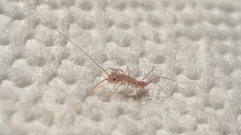 Scutigera piccola in casa: contando le zampe scopri quanti mesi ha e se è nata dentro le mura