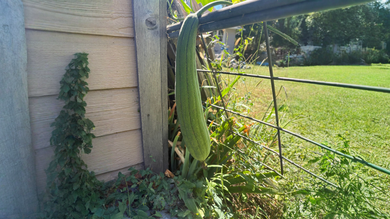 Sembra un cetriolo gigante ma è una spugna: come riconoscere la luffa e quando raccoglierla