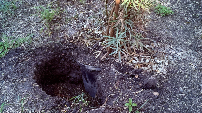 Siepe nuova che secca tutta insieme: il vaso mai tolto e il collaudo da fare prima di pagare