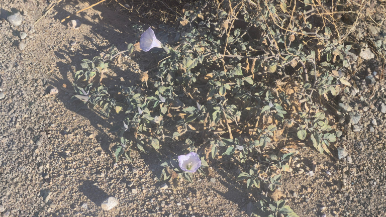 Stramonio, il fiore che si apre solo al tramonto: come riconoscerlo nell'orto prima che faccia i ricci spinosi