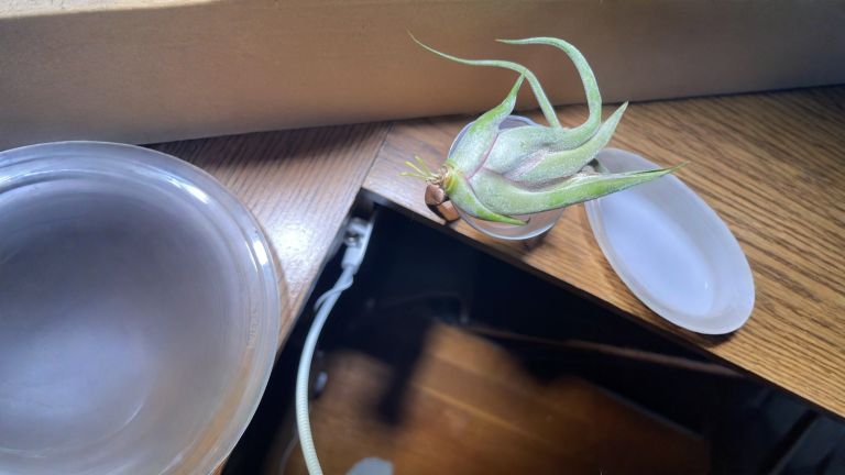 Tillandsia che fa le radici: non è malata, ti sta dicendo che vuole restare lì