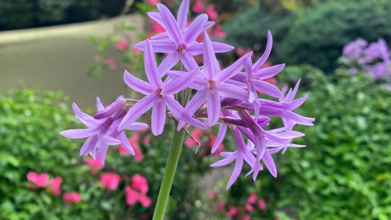 Tulbaghia violacea, la bordura che profuma d'aglio solo se la sfiori e fiorisce sei mesi