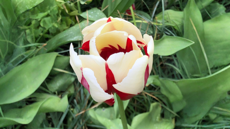 Tulipani striati: quella fiamma sul petalo è bellezza o è un virus? Il test in 60 secondi