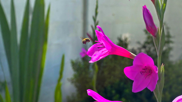 Watsonia borbonica, il gladiolo del Capo che si pianta in autunno: la guida completa