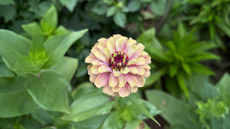 Zinnia verde Queen Lime: perché il colore sbiadisce e come farlo durare