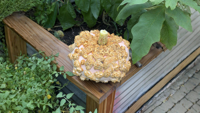 Zucca Galeux d'Eysines: perché la scorza si riempie di verruche e cosa significa davvero