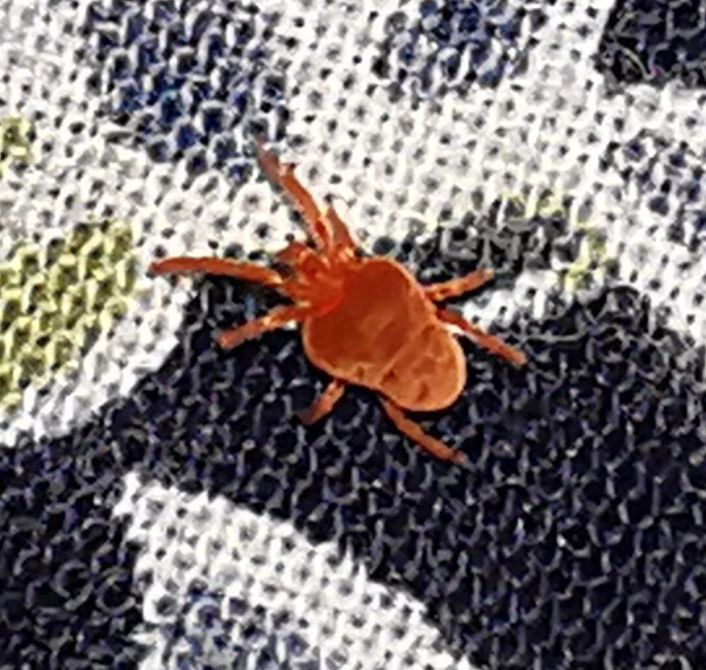 Acaro autunnale: l'insetto rosso che vedi sulla pelle non è quello che ti ha punto