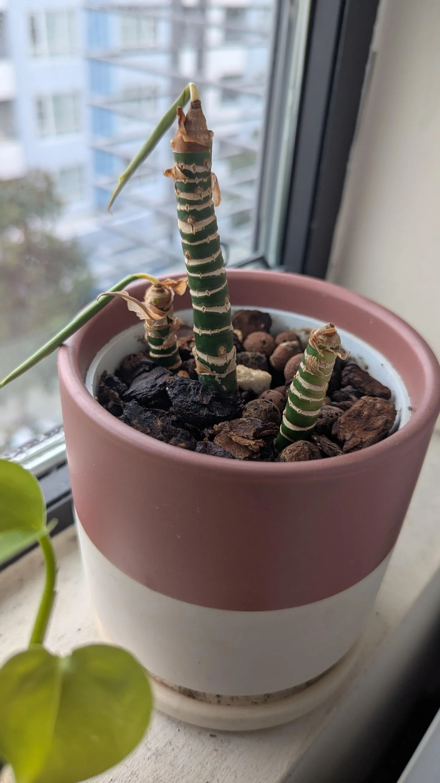 Aglaonema perde le foglie: le cicatrici sul fusto dicono da quanto tempo soffre