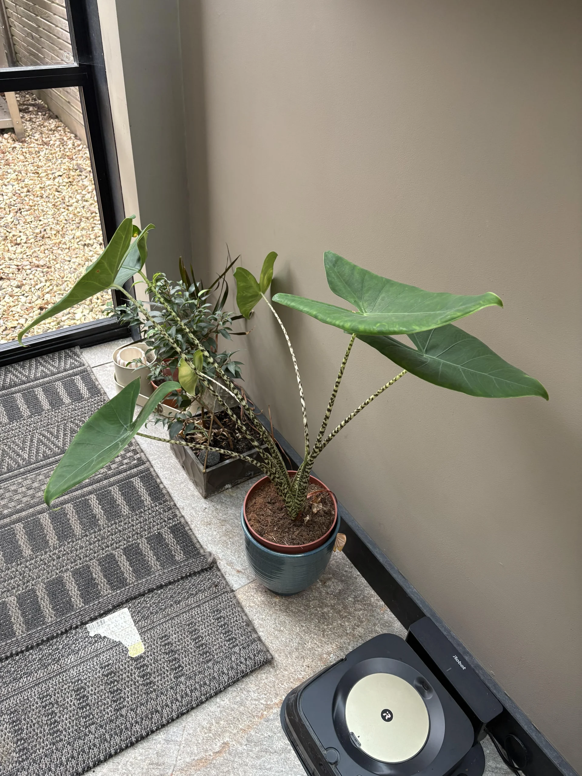 Alocasia con foglie gialle in autunno: dormienza o tubero marcio? Come capirlo in 60 secondi