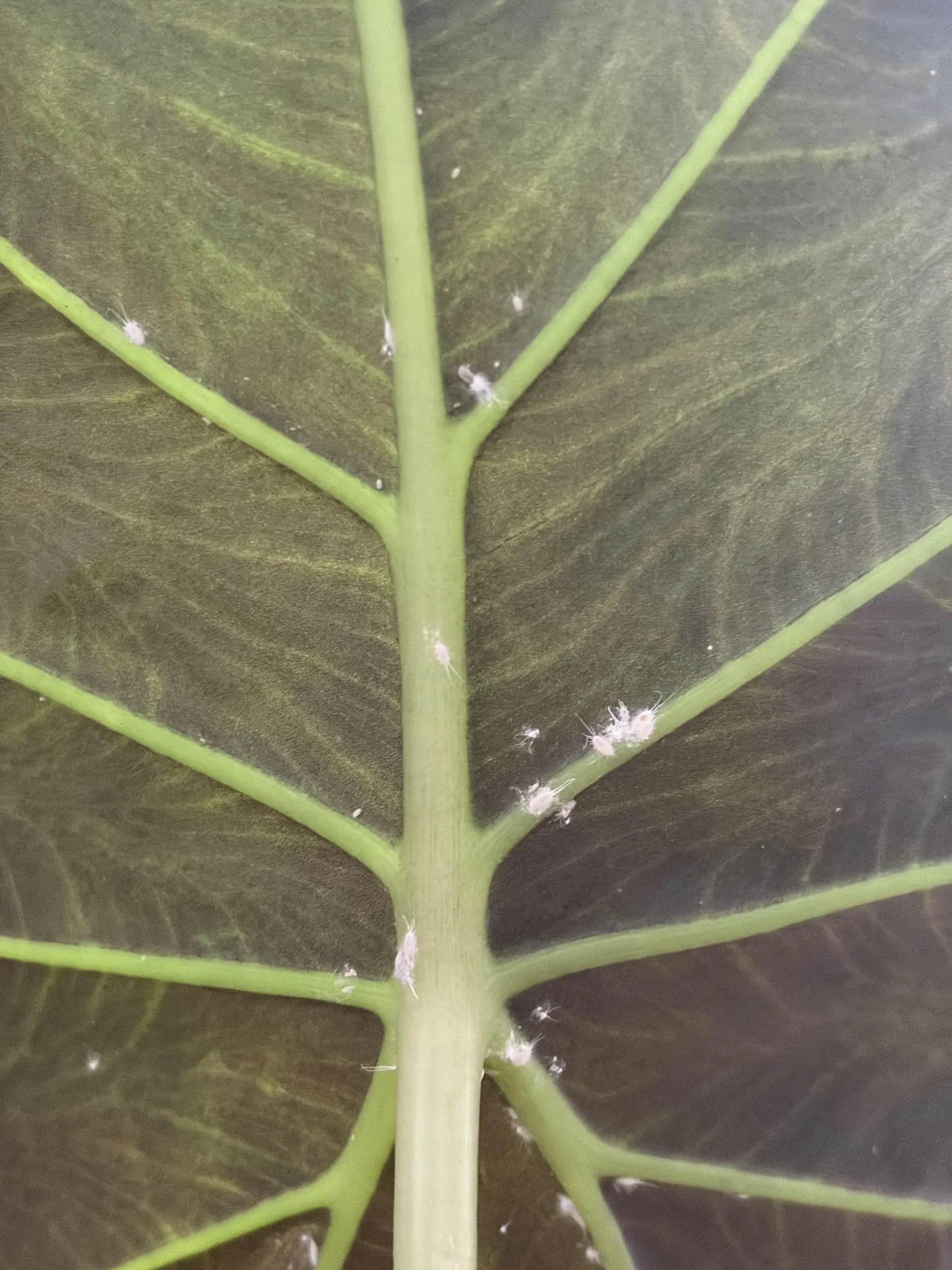 Alocasia con gocce sulle foglie e croste bianche: è guttazione, non parassiti