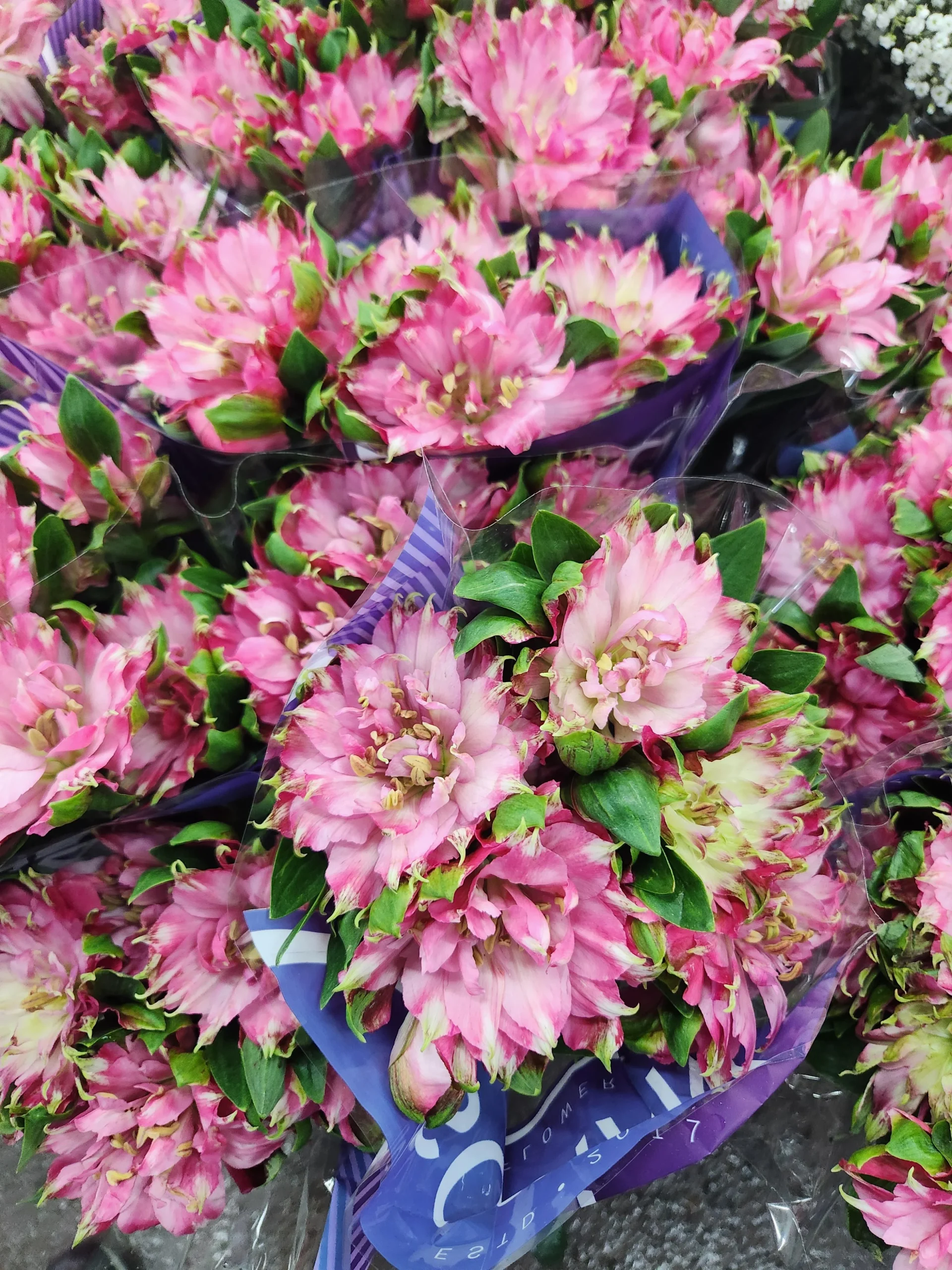 Alstroemeria: le foglie sono capovolte e gli steli non si tagliano, si strappano