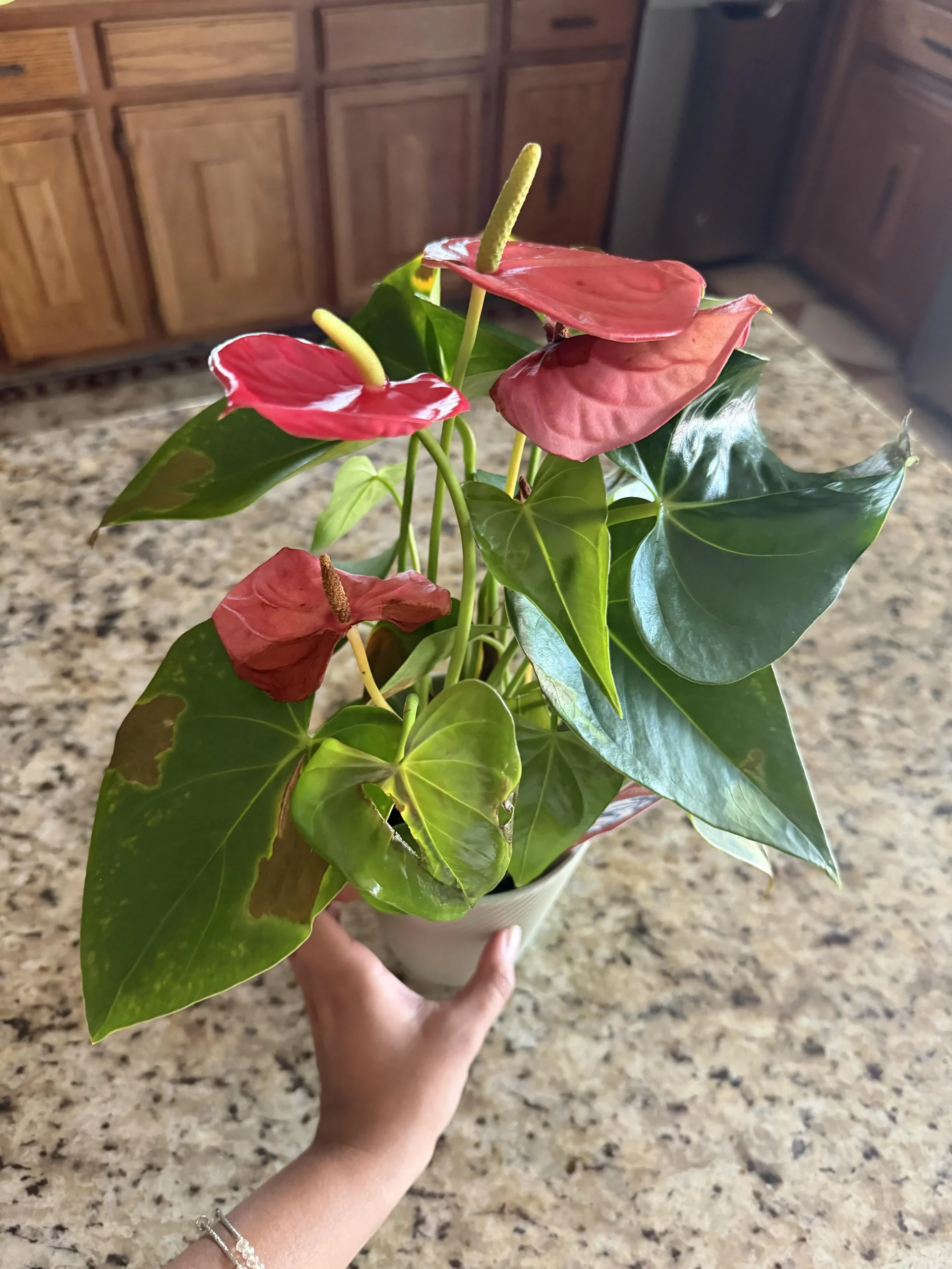 Anthurium con foglie marroni: leggi il colore del marrone e scopri la vera causa