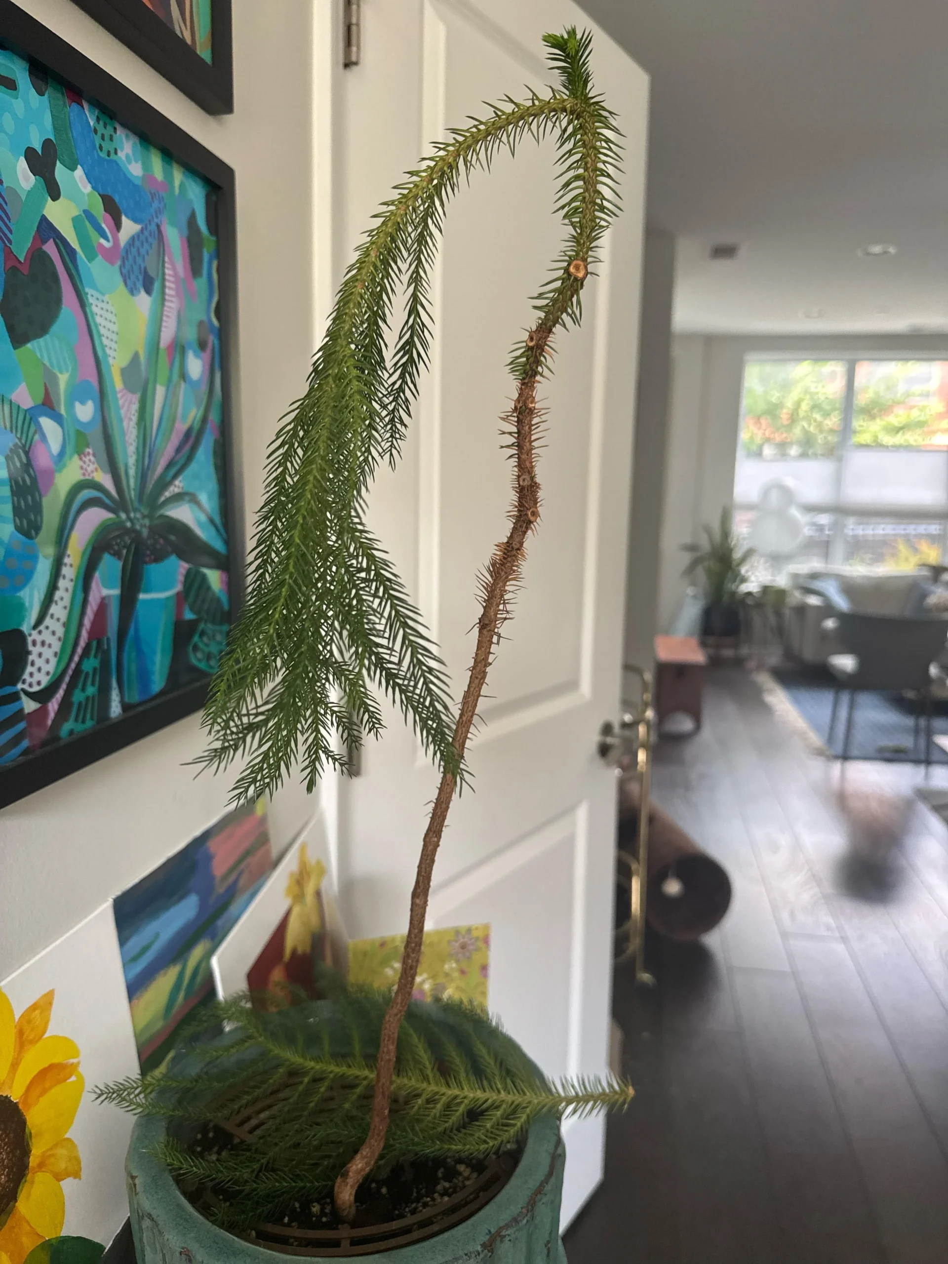 Araucaria che perde i rami dal basso: perché quei vuoti non si riempiono più