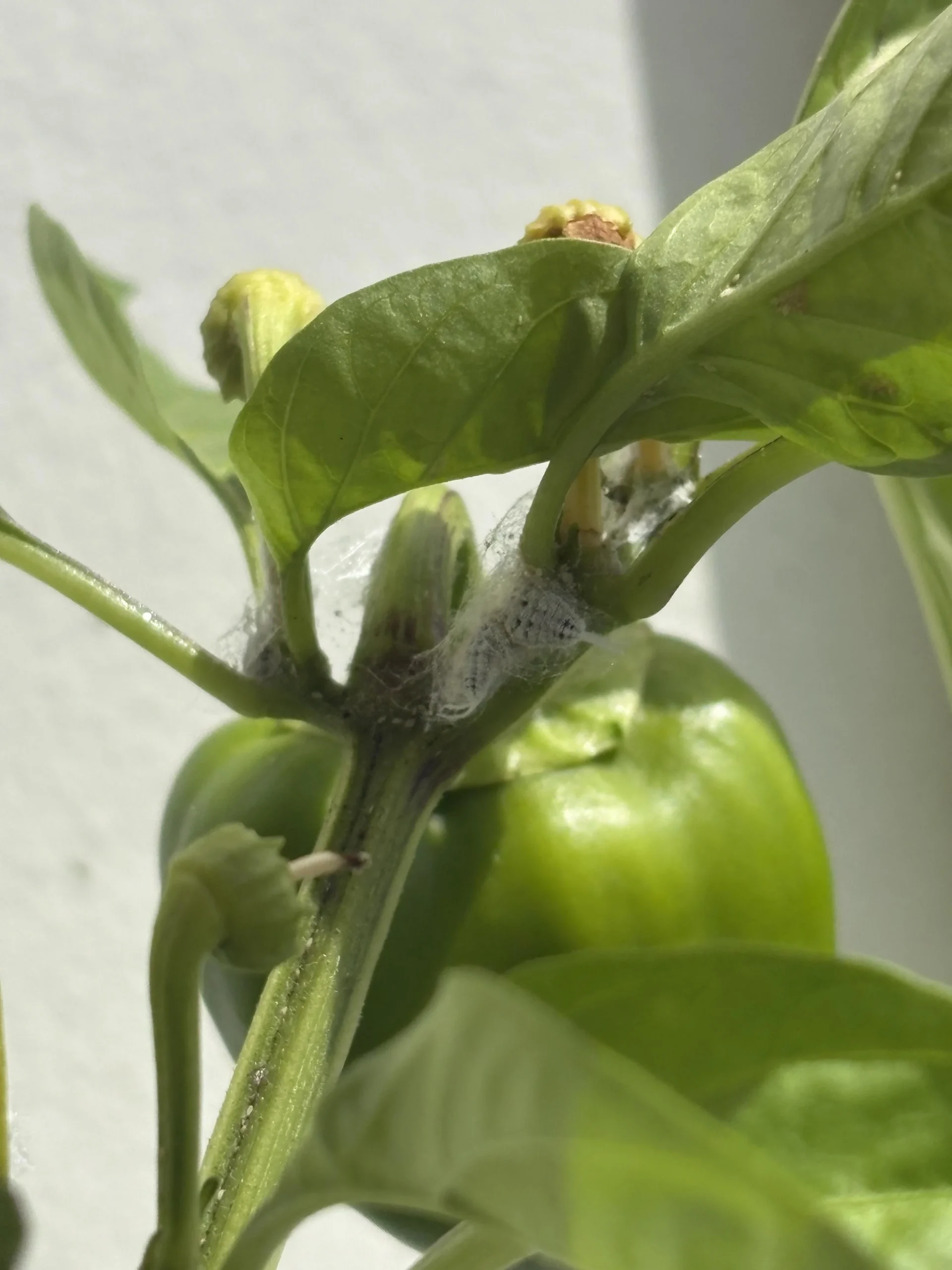 Batuffoli bianchi sui fiori di peperone: muffa o cocciniglia? La diagnosi in tre minuti