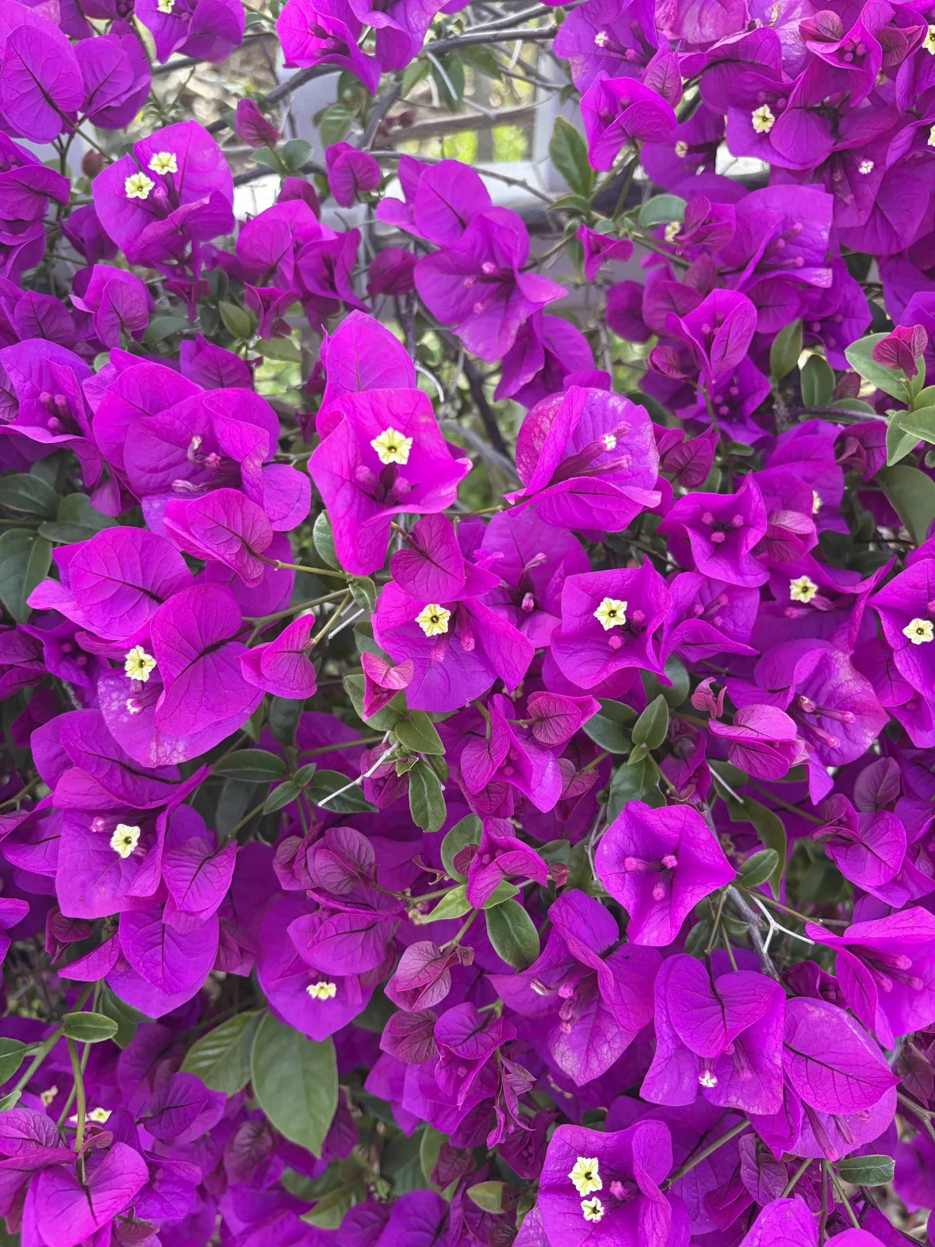 Bougainvillea non fiorisce? L'errore è trattarla troppo bene: il metodo dello stress idrico
