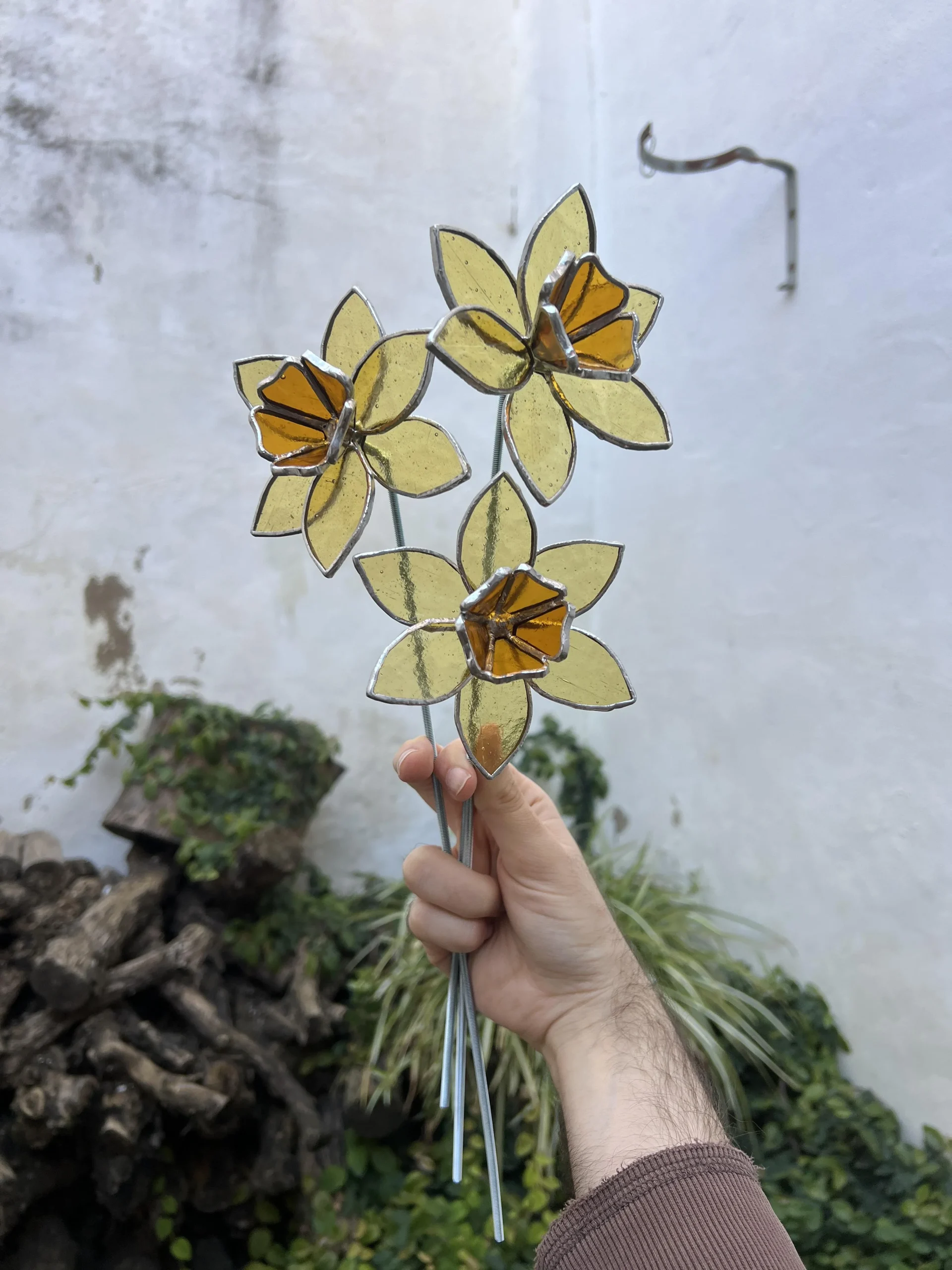 Bulbi di narciso, quando piantarli e come capire quanti fiori faranno già in negozio