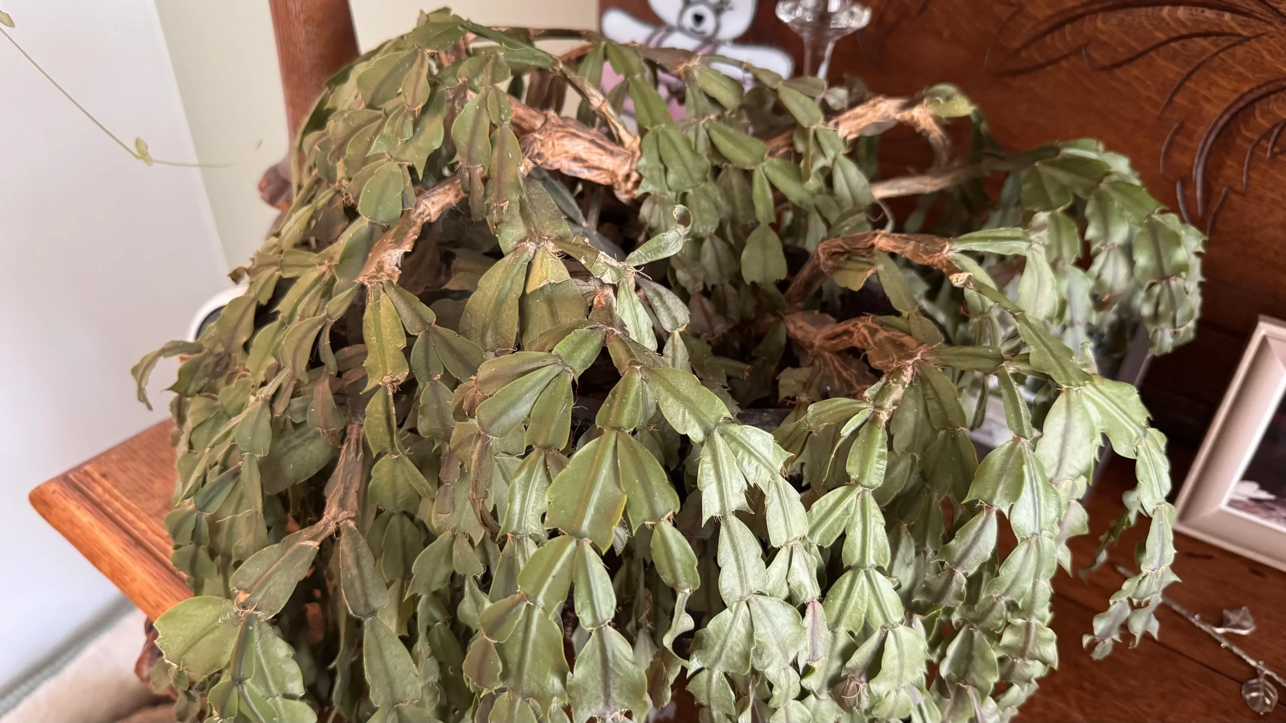 Cactus di Natale che perde i segmenti: la lettura in 60 secondi che salva la fioritura