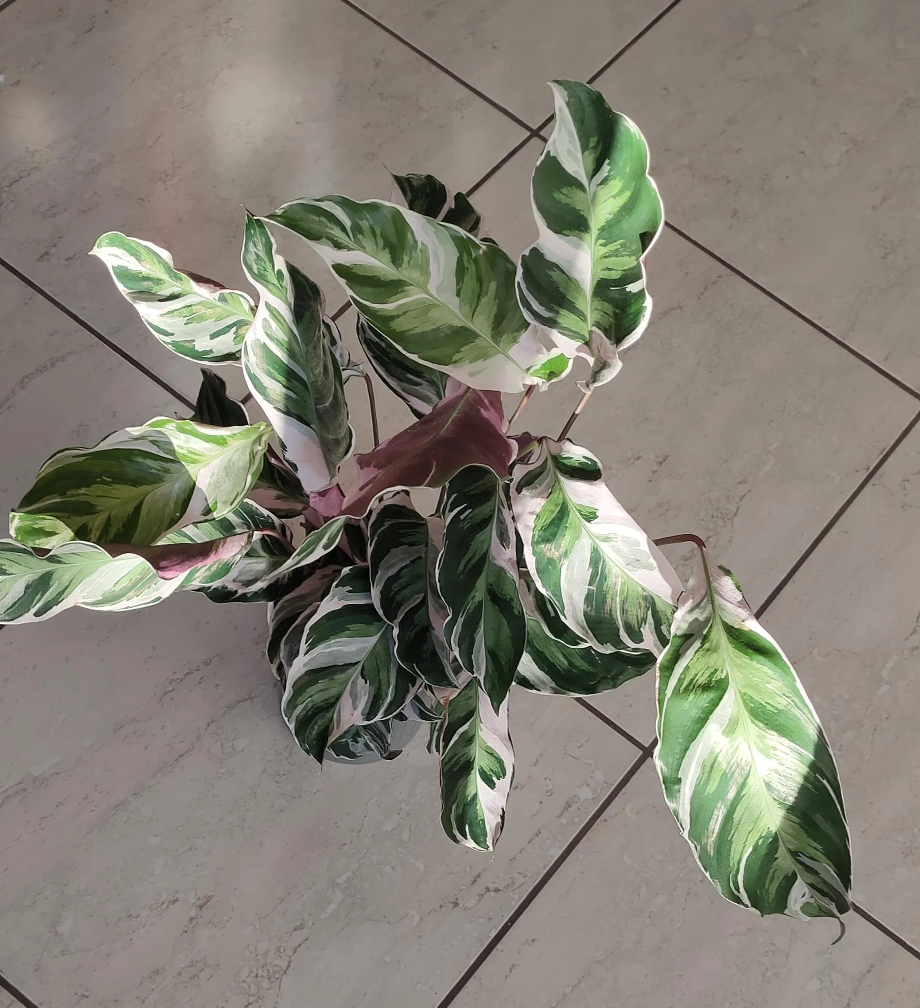 Calathea White Fusion con bordi marroni: la foglia si legge come una mappa