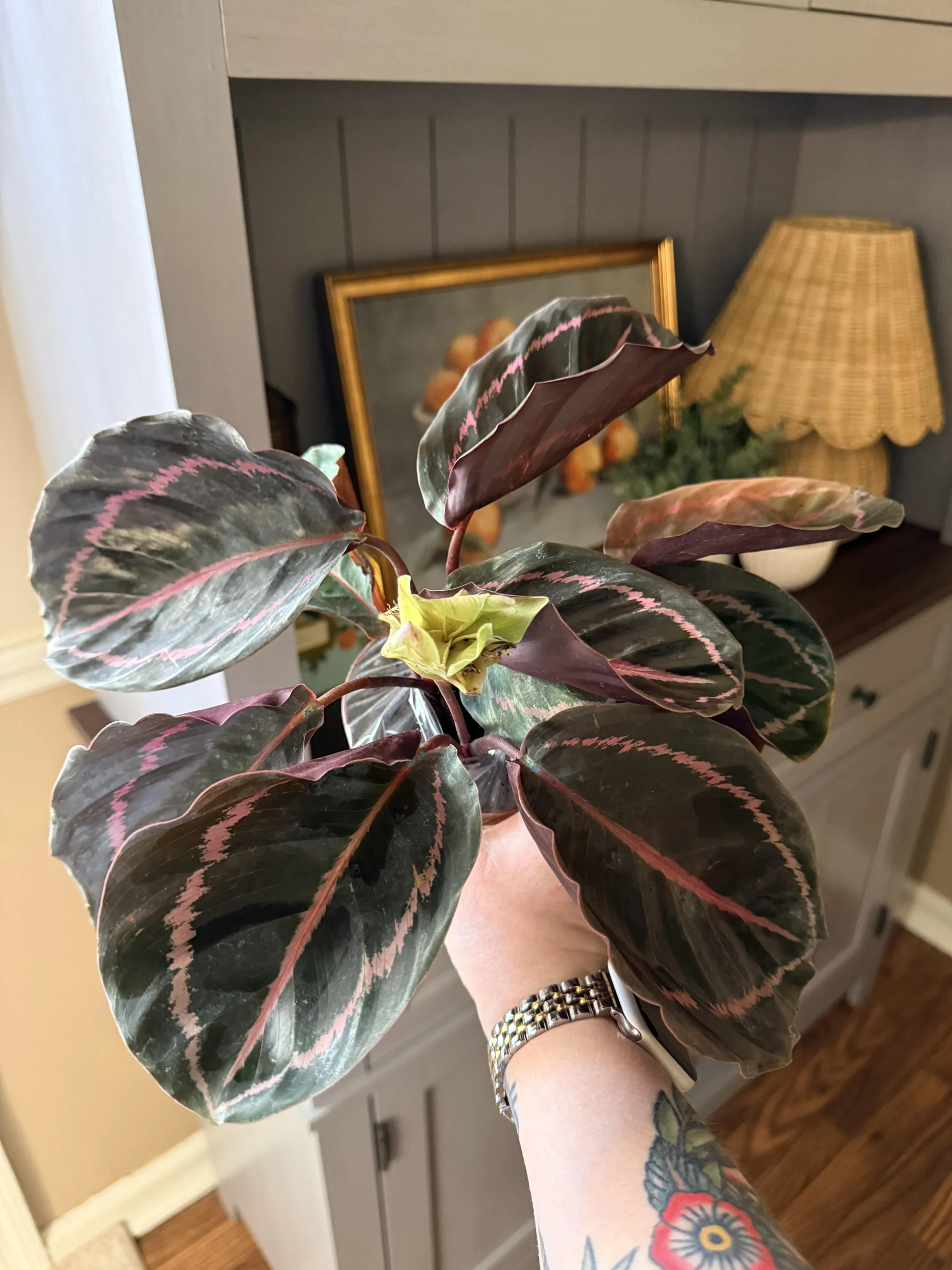 Calathea con foglie abbassate: come capire in 12 ore se è normale o è stress