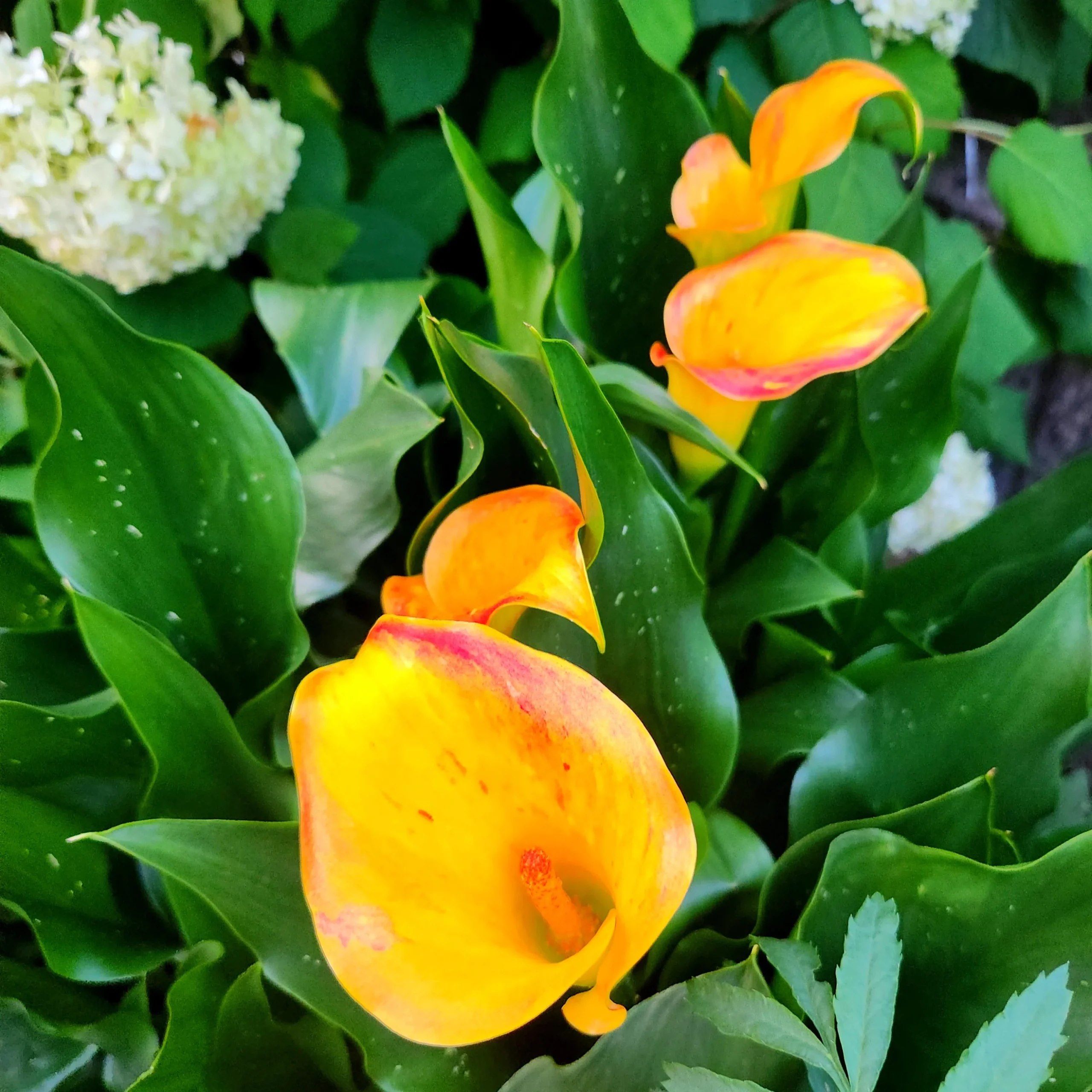 Calle colorate e calla bianca: due piante opposte, ecco come non sbagliare più