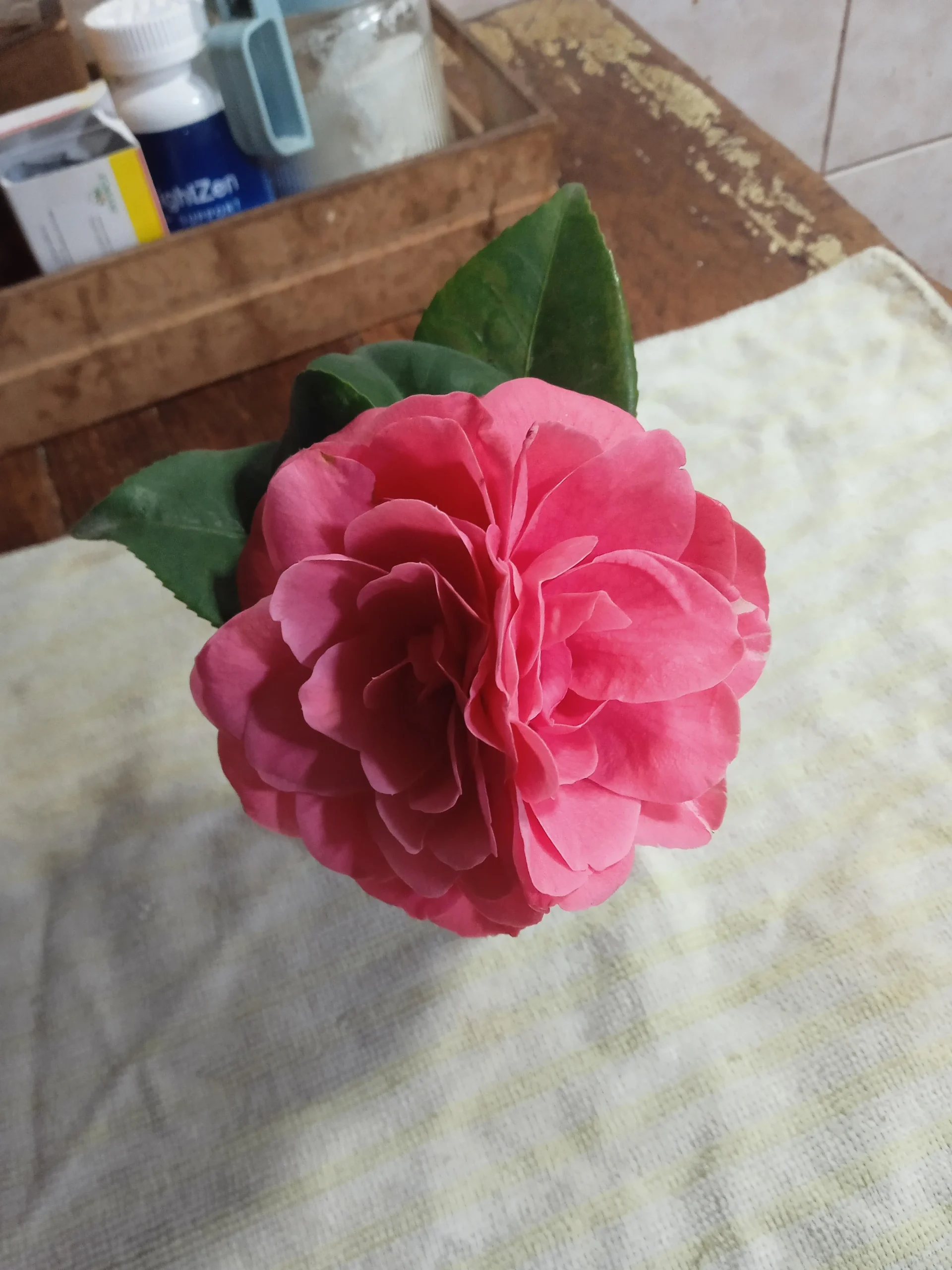 Camelia con il fiore dentro il fiore: cosa significa davvero e come leggerlo