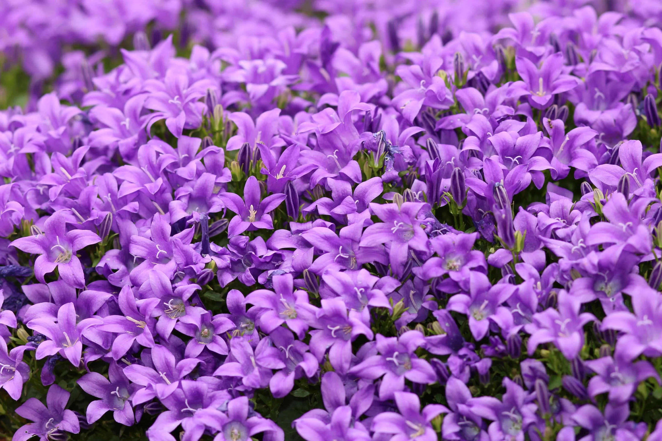 Campanula dei muri: perché fiorisce meglio in una crepa che in vaso