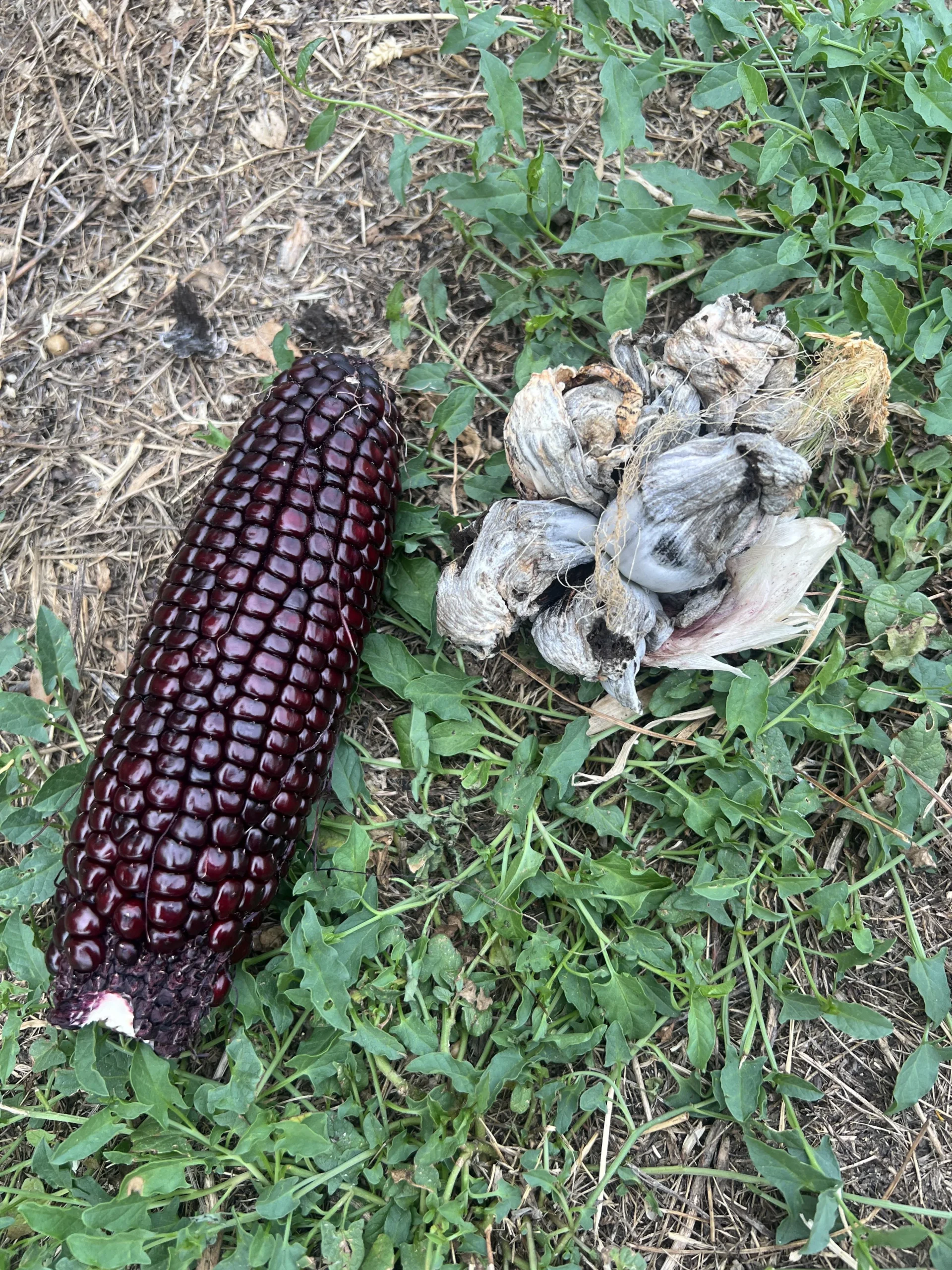 Carbone del mais: le galle grigie sulla pannocchia sono huitlacoche o spore? Il test del taglio