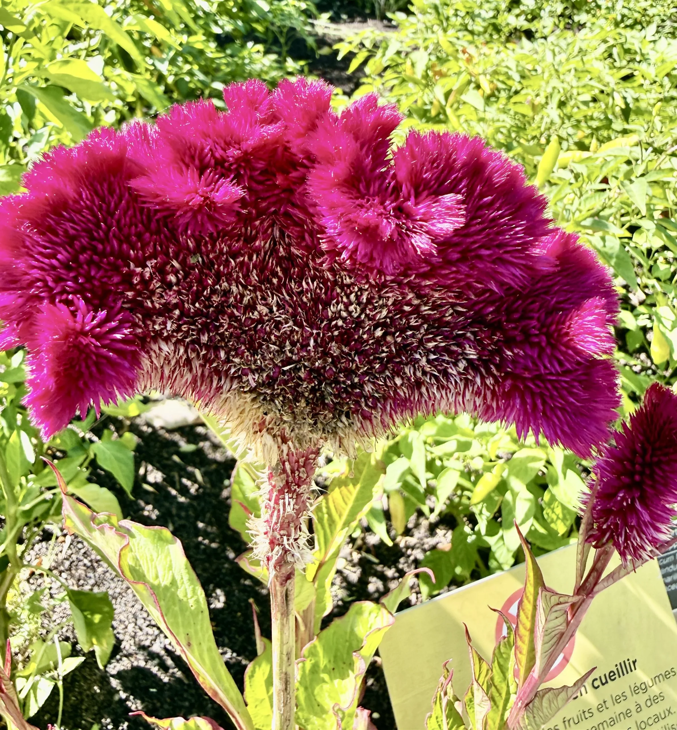 Celosia cresta di gallo: il fiore che sembra un cervello di velluto e come coltivarlo in Italia