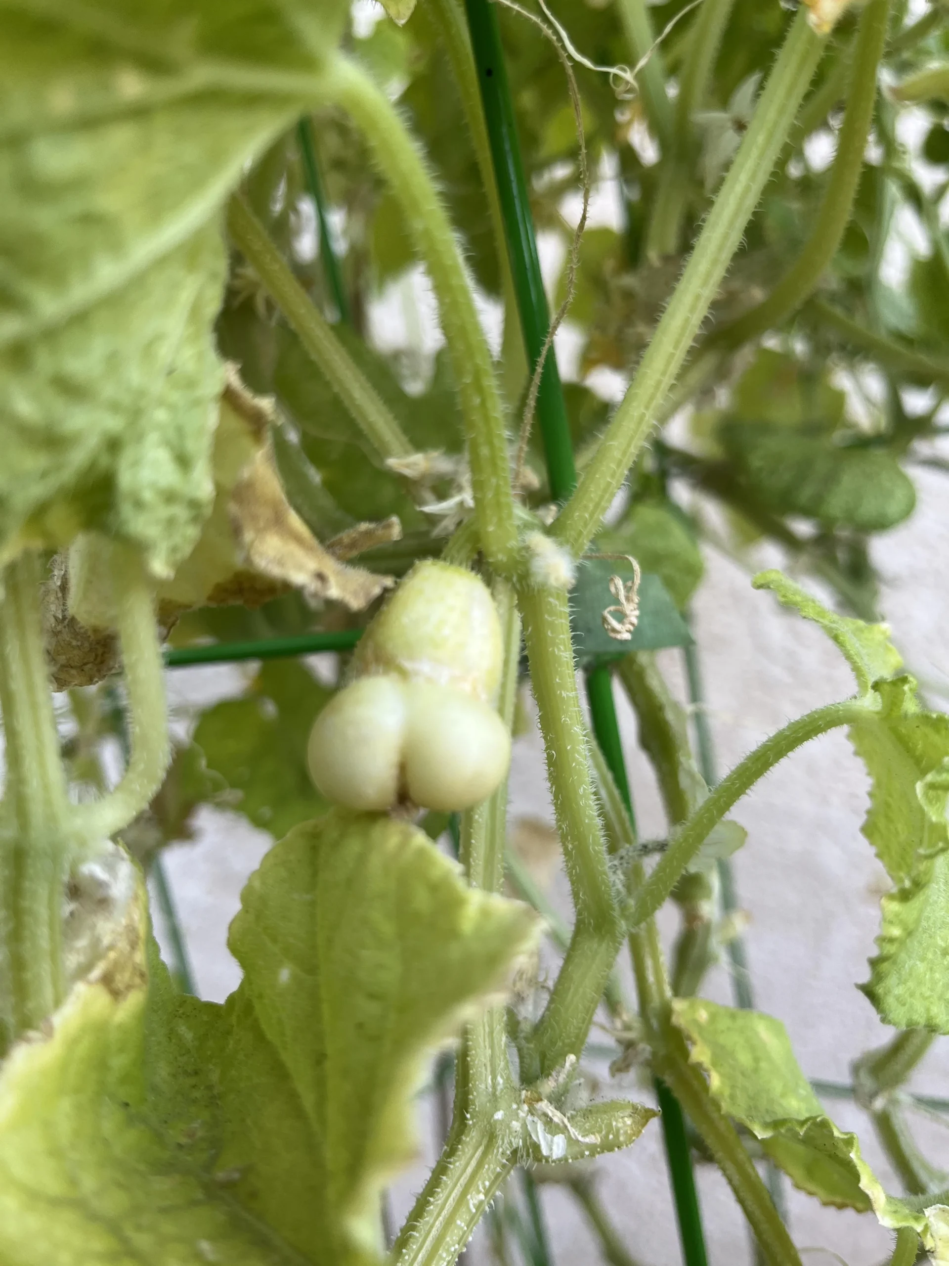 Cetrioli deformi: taglia il frutto a metà e scopri in un minuto cosa è andato storto