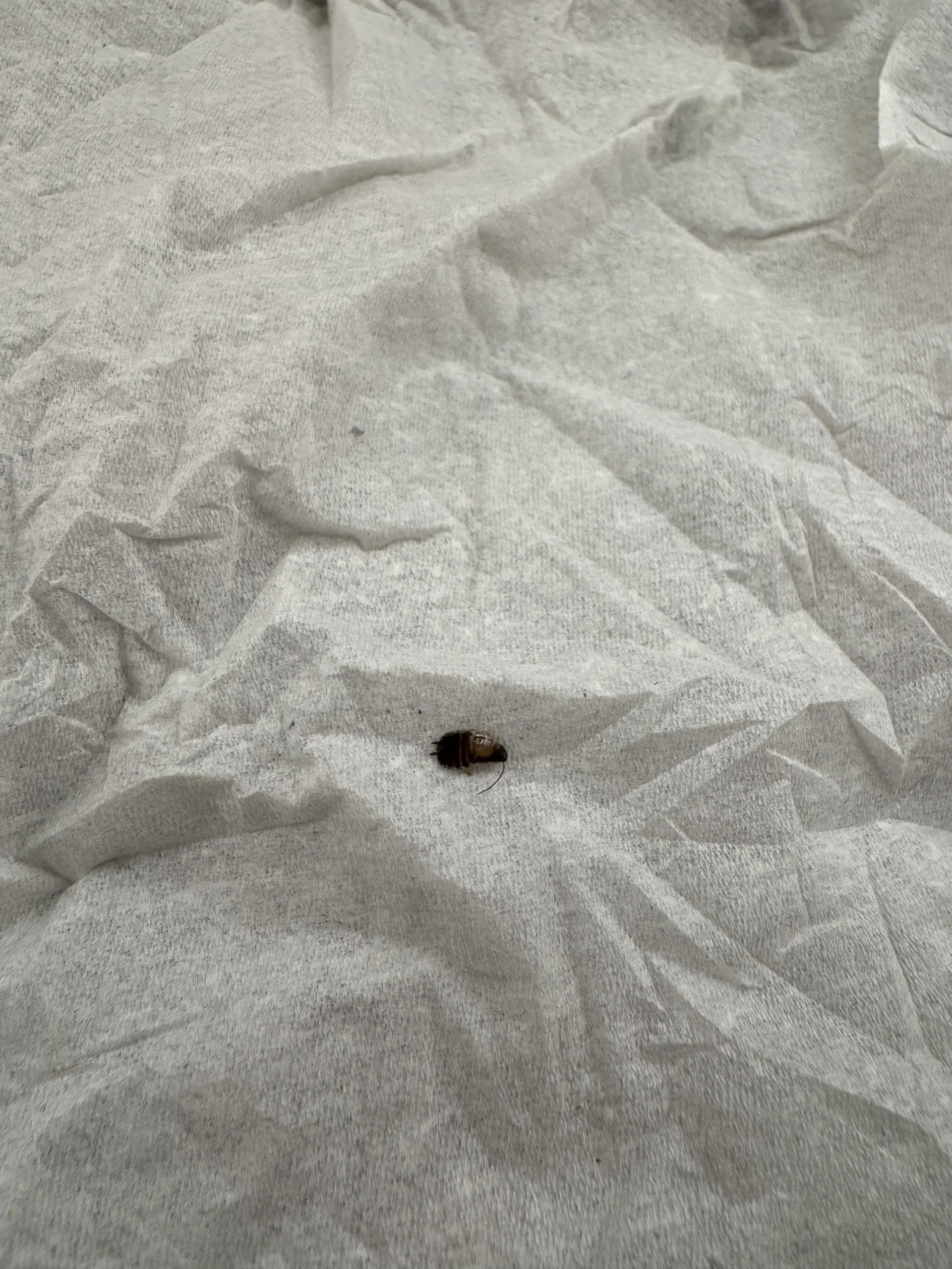 Cimice dei letti in hotel: i 5 minuti di controllo che salvano la camera da letto