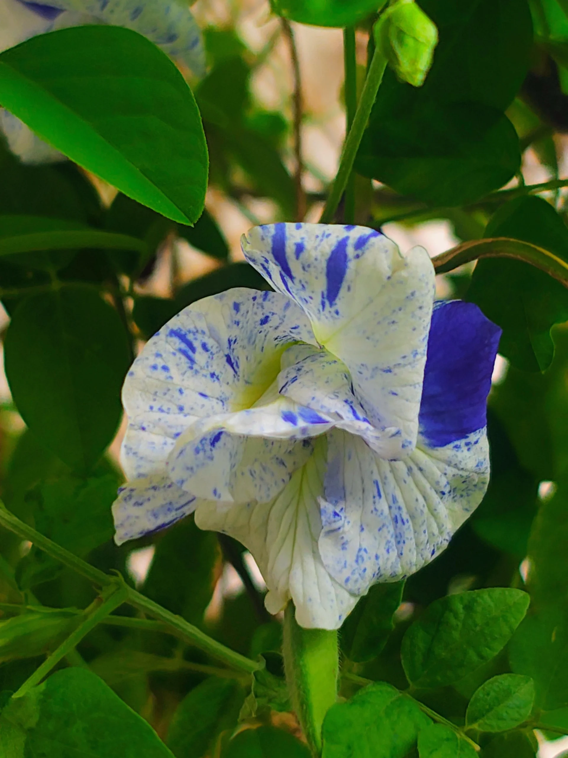 Clitoria ternatea: il fiore blu che diventa rosa con il limone e come coltivarlo in vaso sul balcone