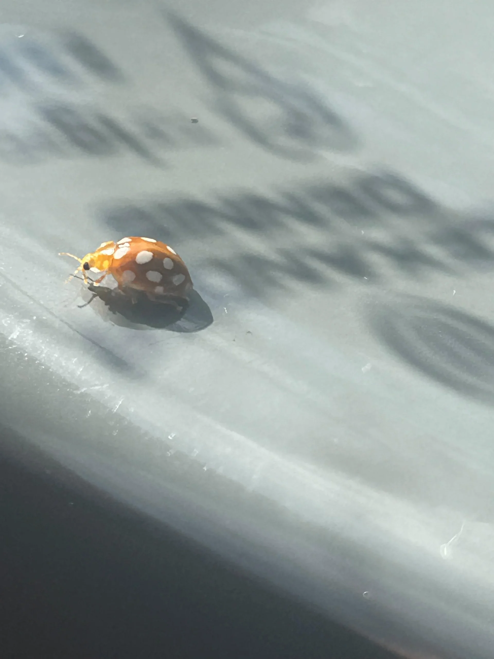 Coccinella asiatica in casa: come riconoscerla in 10 secondi e perché a ottobre assedia i vetri