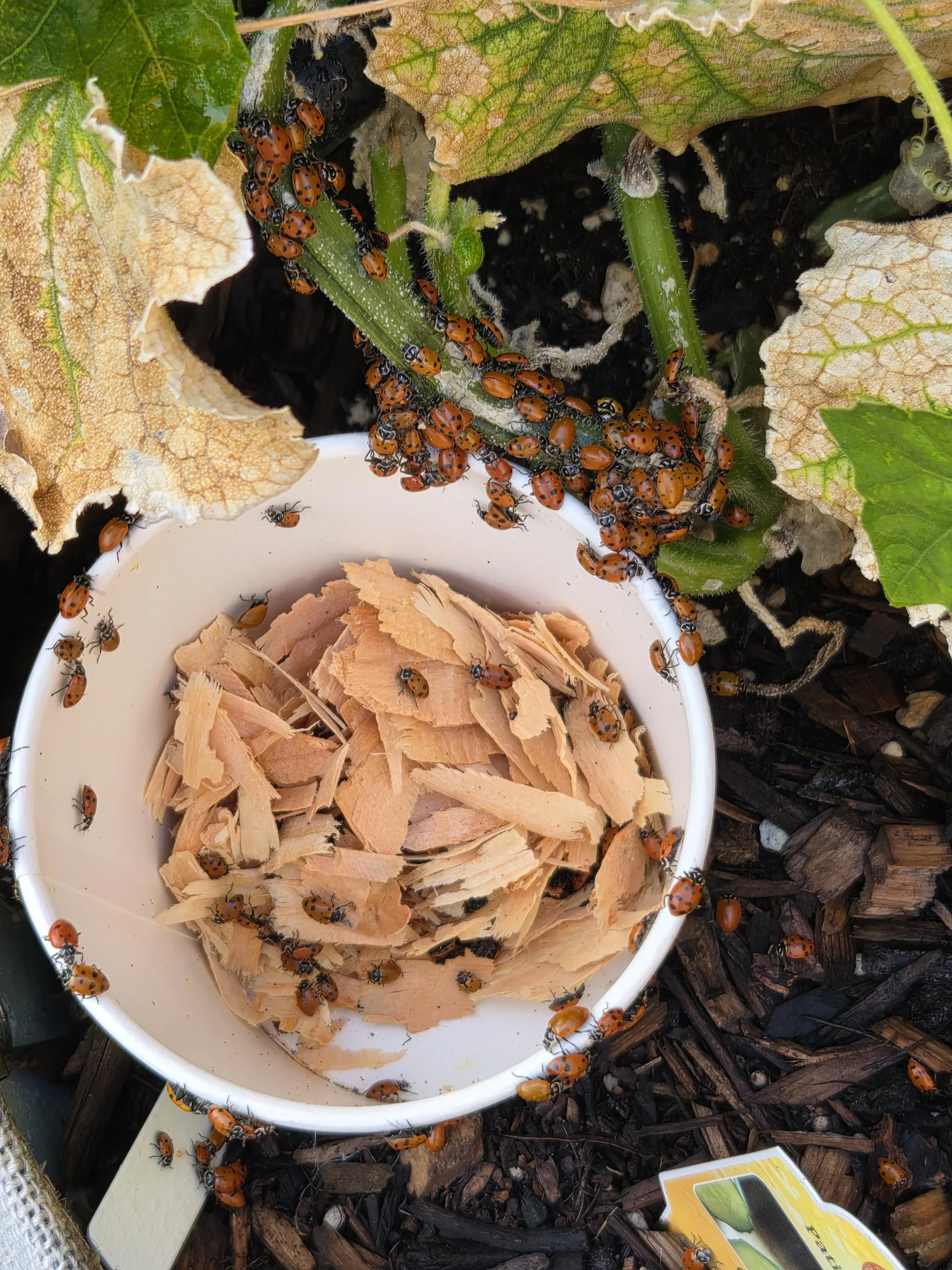 Coccinelle contro afidi: perché volano via in 48 ore e come convincerle a restare in giardino