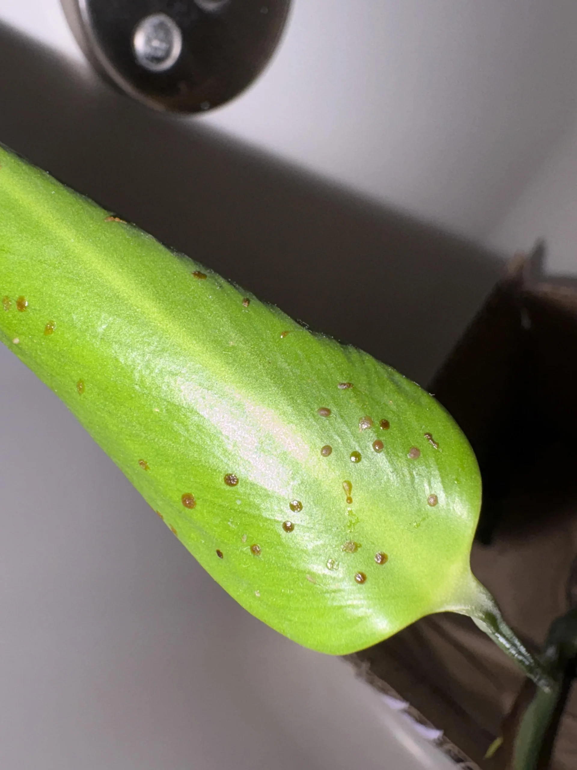 Cocciniglia a scudetto sulle piante d'appartamento: come riconoscerla in 60 secondi e quando conviene buttare la pianta