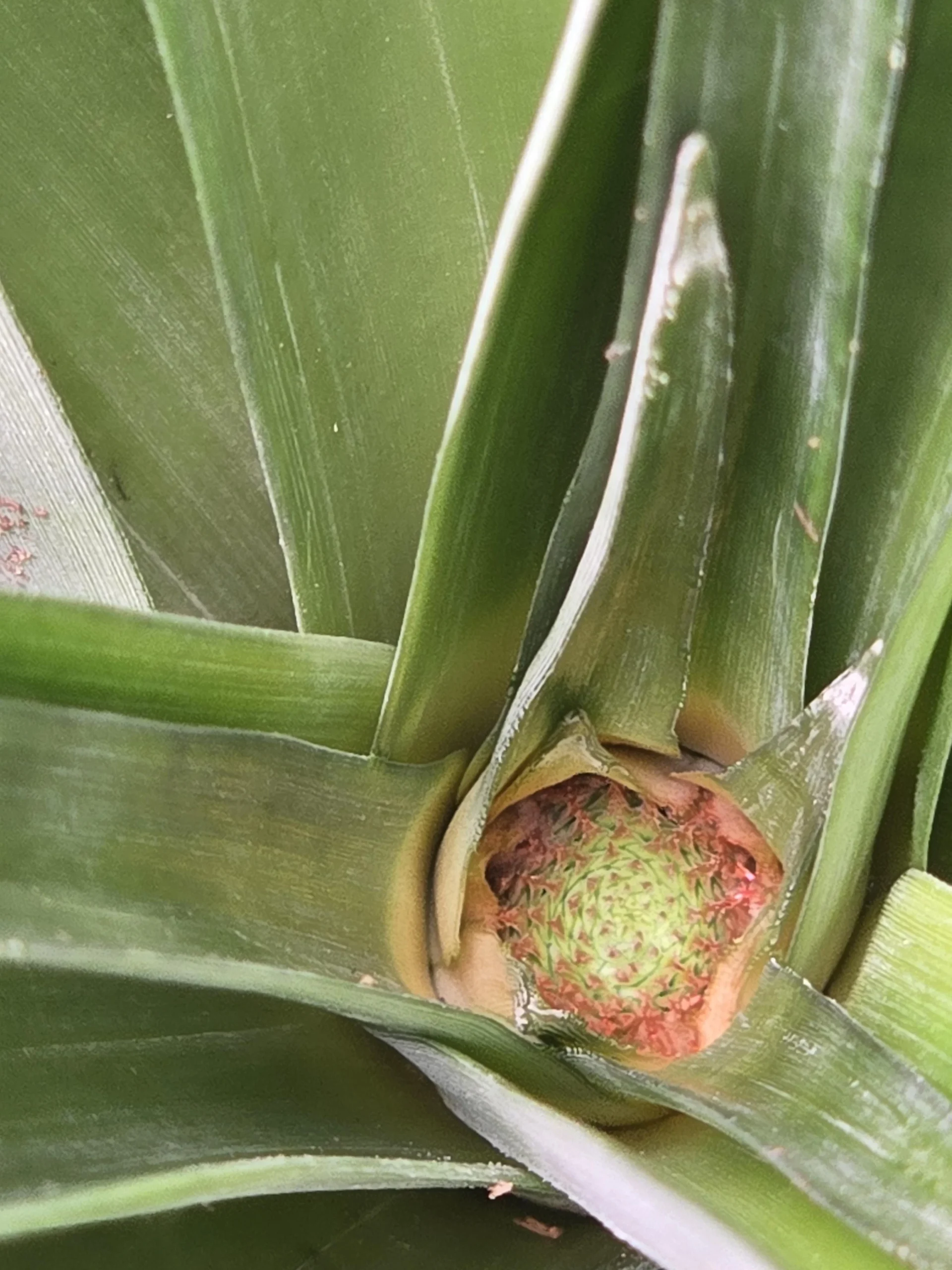 Coltivare ananas in vaso dal ciuffo: come farlo fiorire e quando raccogliere